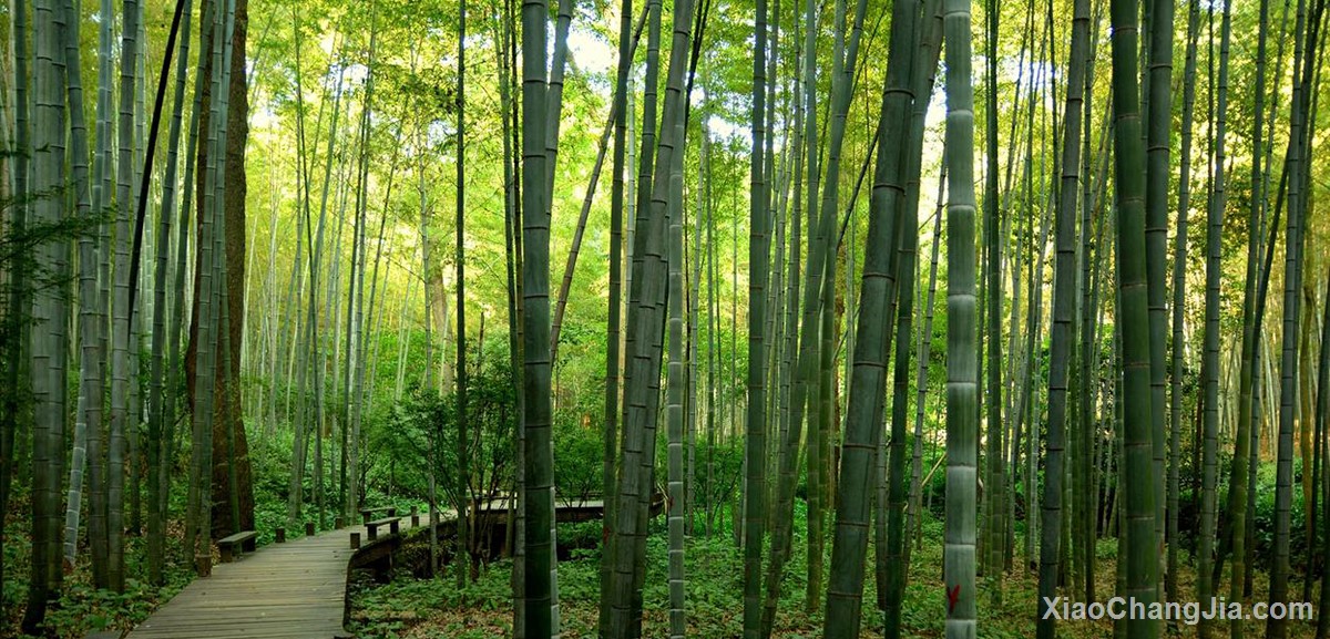 中国大竹海